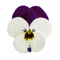 VIOLA cornuta CORNET - White Violet