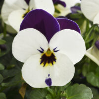 VIOLA cornuta CORNET - White Violet