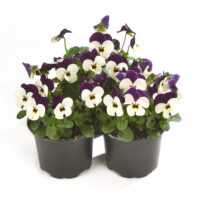 VIOLA cornuta CORNET - White Violet