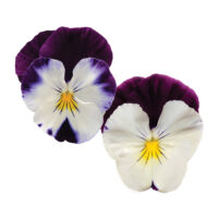 VIOLA wittrockiana COOL WAVE - Violet Wing