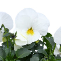 VIOLA cornuta CORNET XP - White