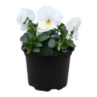 VIOLA cornuta CORNET XP - White