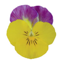 VIOLA cornuta CORNET - Yellow Pink Jump Up