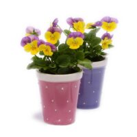 VIOLA cornuta CORNET - Yellow Pink Jump Up