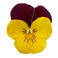 VIOLA cornuta CORNET - Yellow Red Wing