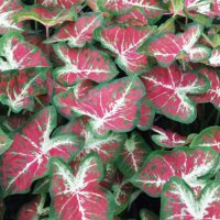 CALADIUM - Dawn to Dusk