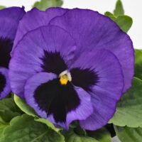 VIOLA wittrockiana DELUXXE - Blue Surprise