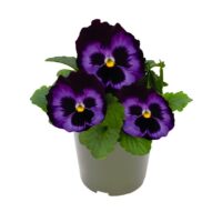 VIOLA wittrockiana DELUXXE - Denim