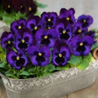 VIOLA wittrockiana DELUXXE - Denim