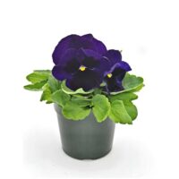 VIOLA wittrockiana DELUXXE - Deep Blue Blotch