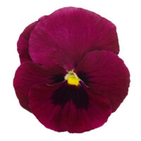 VIOLA wittrockiana DELUXXE - Deep Rose Blotch