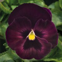 VIOLA wittrockiana DELUXXE - Rose Velour