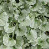 DICHONDRA - Silver Falls