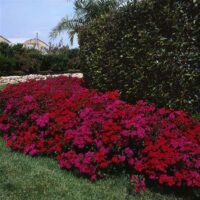 DIANTHUS AMAZON - Neon Duo