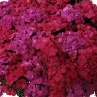 DIANTHUS AMAZON - Neon Duo