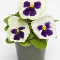 VIOLA wittrockiana DELUXXE - White Blotch