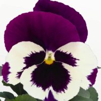 VIOLA wittrockiana DELUXXE - White Violet Wing