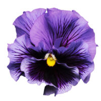 VIOLA wittrockiana FRIZZLE SIZZLE - Blue