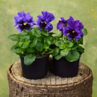 VIOLA wittrockiana FRIZZLE SIZZLE - Blue