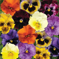 VIOLA wittrockiana FRIZZLE SIZZLE - Mix