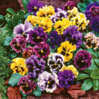 VIOLA wittrockiana FRIZZLE SIZZLE - Mix