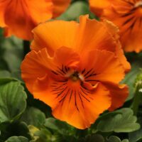 VIOLA wittrockiana FRIZZLE SIZZLE - Orange