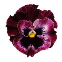 VIOLA wittrockiana FRIZZLE SIZZLE - Raspberry