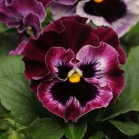 VIOLA wittrockiana FRIZZLE SIZZLE - Raspberry