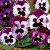 VIOLA wittrockiana FRIZZLE SIZZLE - Raspberry