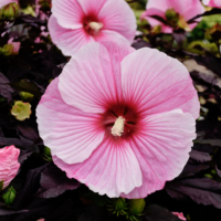 HIBISCUS SUMMERIFIC - Starry Starry Night