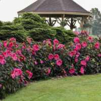 HIBISCUS SUMMERIFIC - Evening Rose