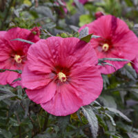 HIBISCUS SUMMERIFIC - Evening Rose