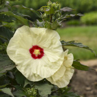 HIBISCUS SUMMERIFIC - French Vanilla