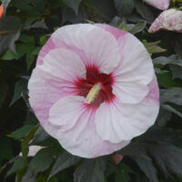 HIBISCUS SUMMERIFIC - Perfect Storm