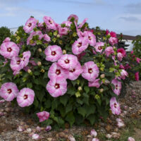 HIBISCUS SUMMERIFIC - Spinderella