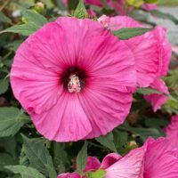 HIBISCUS SUMMERIFIC - Candy Crush