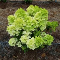 HYDRANGEA paniculata - Graffiti