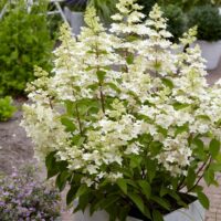 HYDRANGEA paniculata - Confeti Let's Party