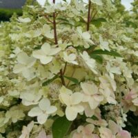 HYDRANGEA paniculata - Confeti Let's Party