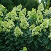 HYDRANGEA paniculata - Lime Light Prime