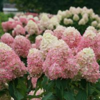 HYDRANGEA paniculata - Lime Light Prime