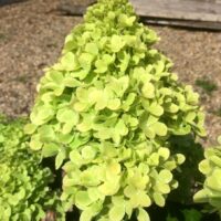 HYDRANGEA paniculata - Mojito