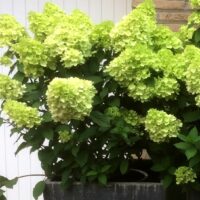 HYDRANGEA paniculata - Mojito