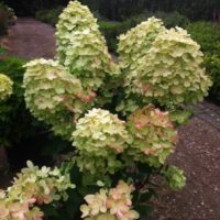 HYDRANGEA paniculata - Graffiti