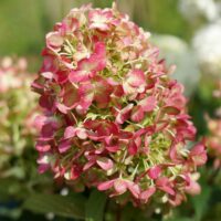 HYDRANGEA paniculata - Graffiti