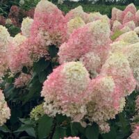 HYDRANGEA paniculata - Pinkachu