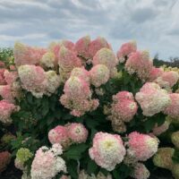 HYDRANGEA paniculata - Pinkachu