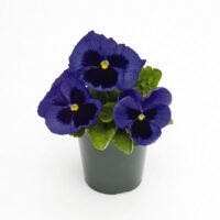 VIOLA wittrockiana INSPIRE - Blue Blotch