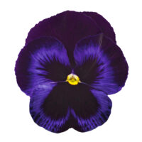 VIOLA wittrockiana INSPIRE - Blue Velvet