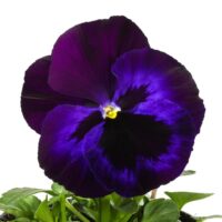 VIOLA wittrockiana INSPIRE - Blue Velvet